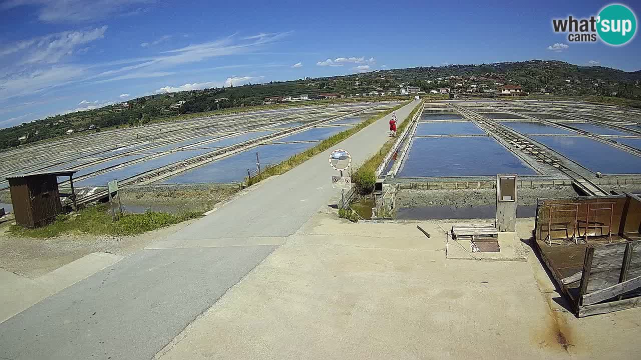 Naturpark der Salinen von Sečovlje