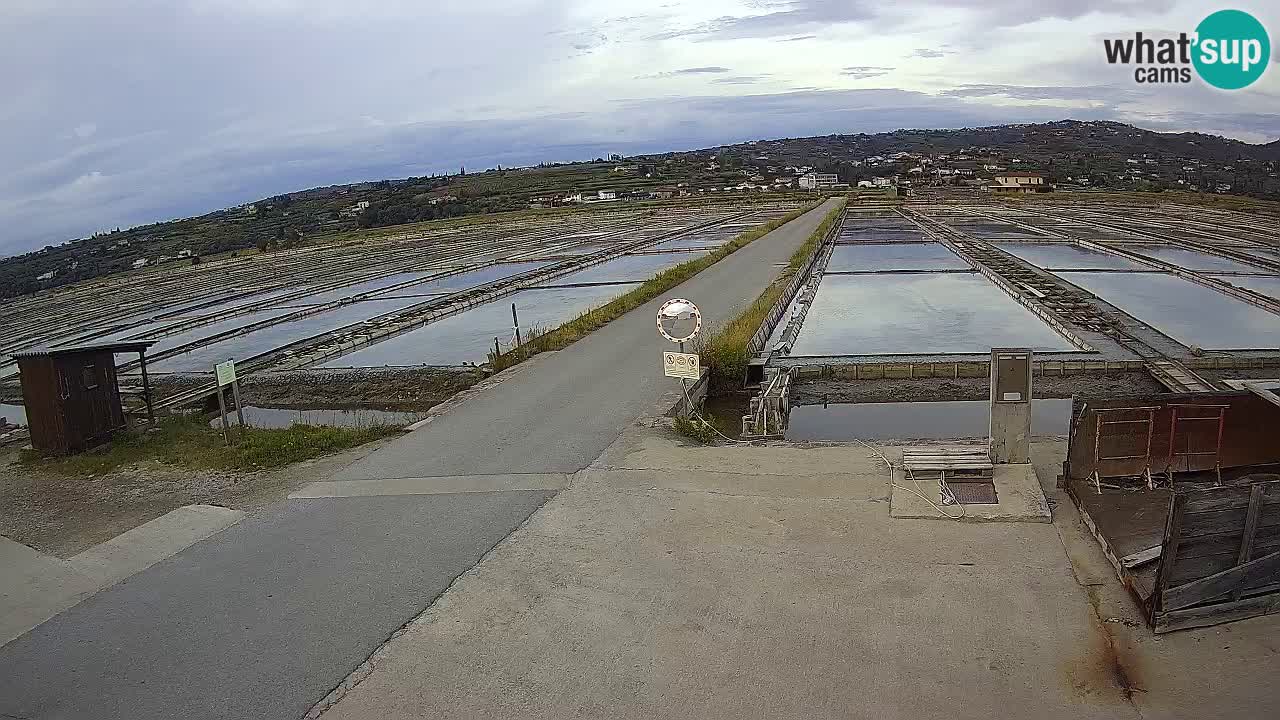 Seča – Panorama and Salina