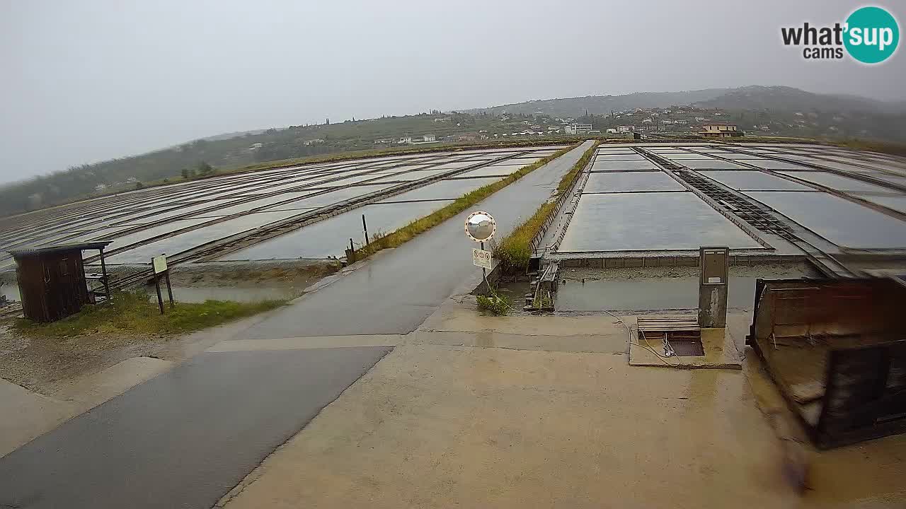 ﻿Sečovlje Salina Nature Park – KPSS