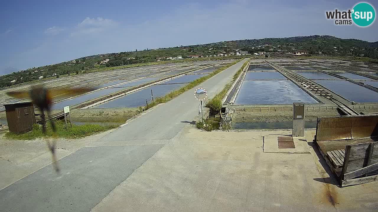 Seča – Panorama and Salina