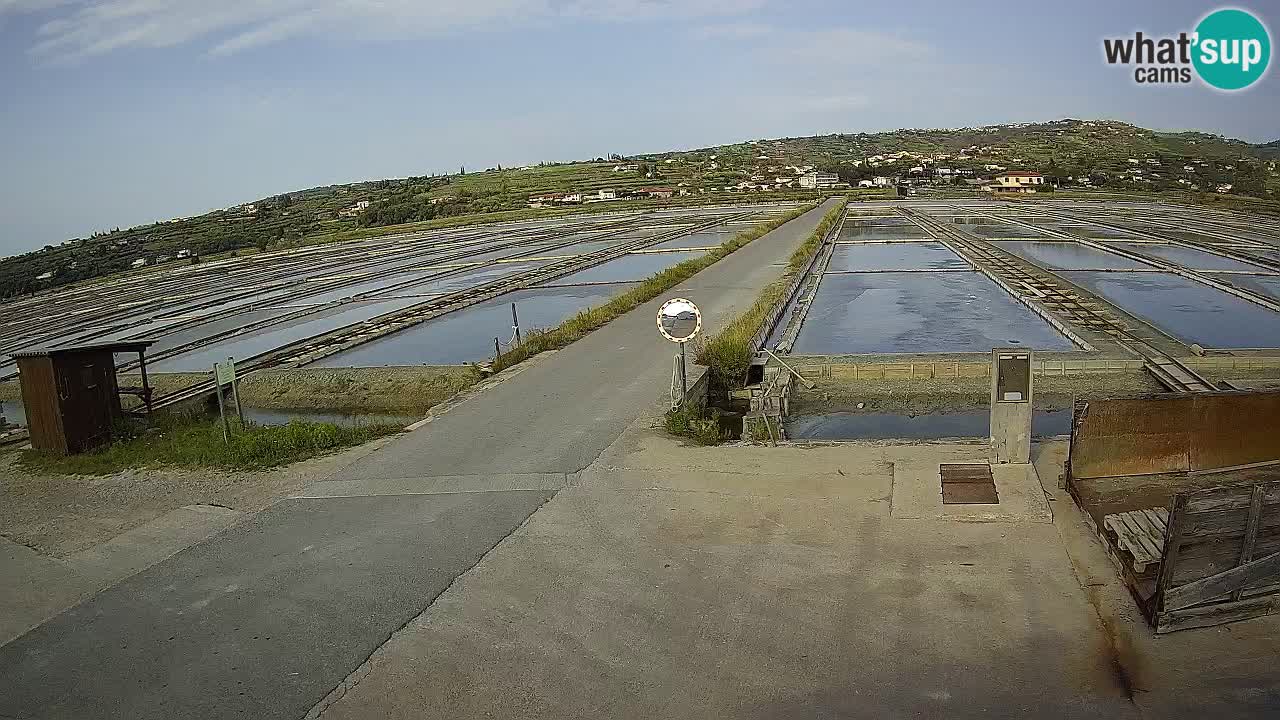 Seča – Panorama