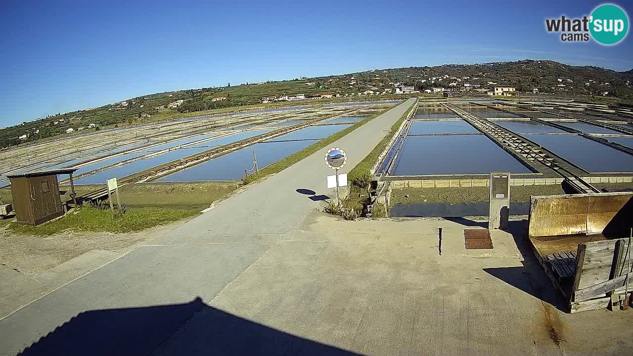 Seča – Panorama and Salina