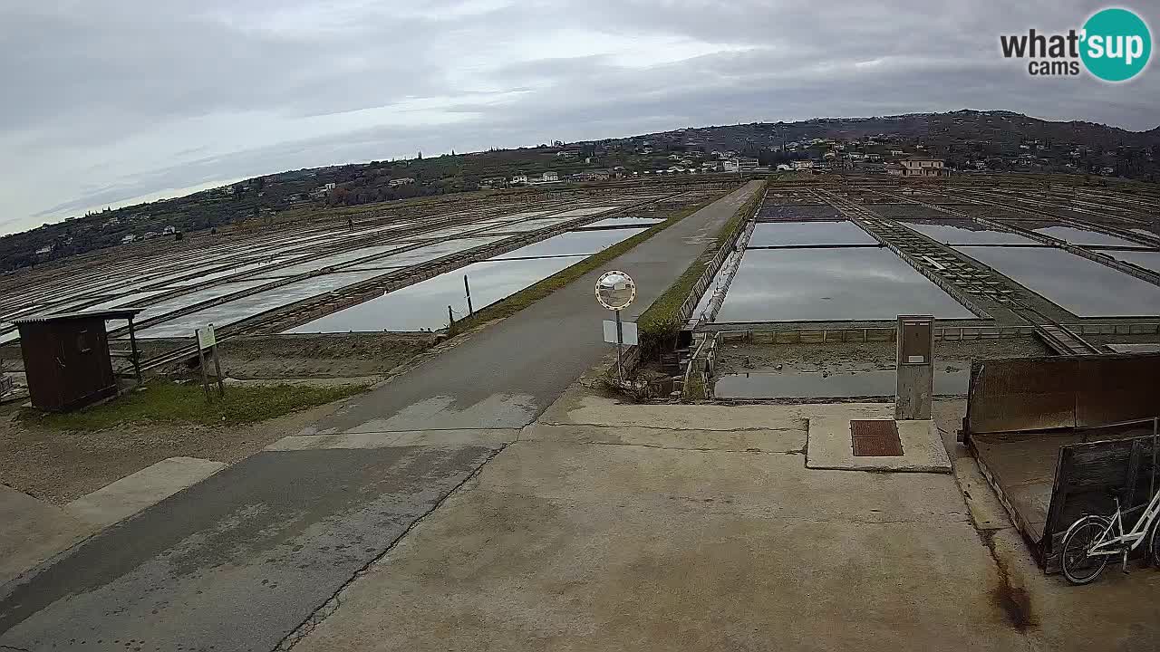 Naturpark der Salinen von Sečovlje