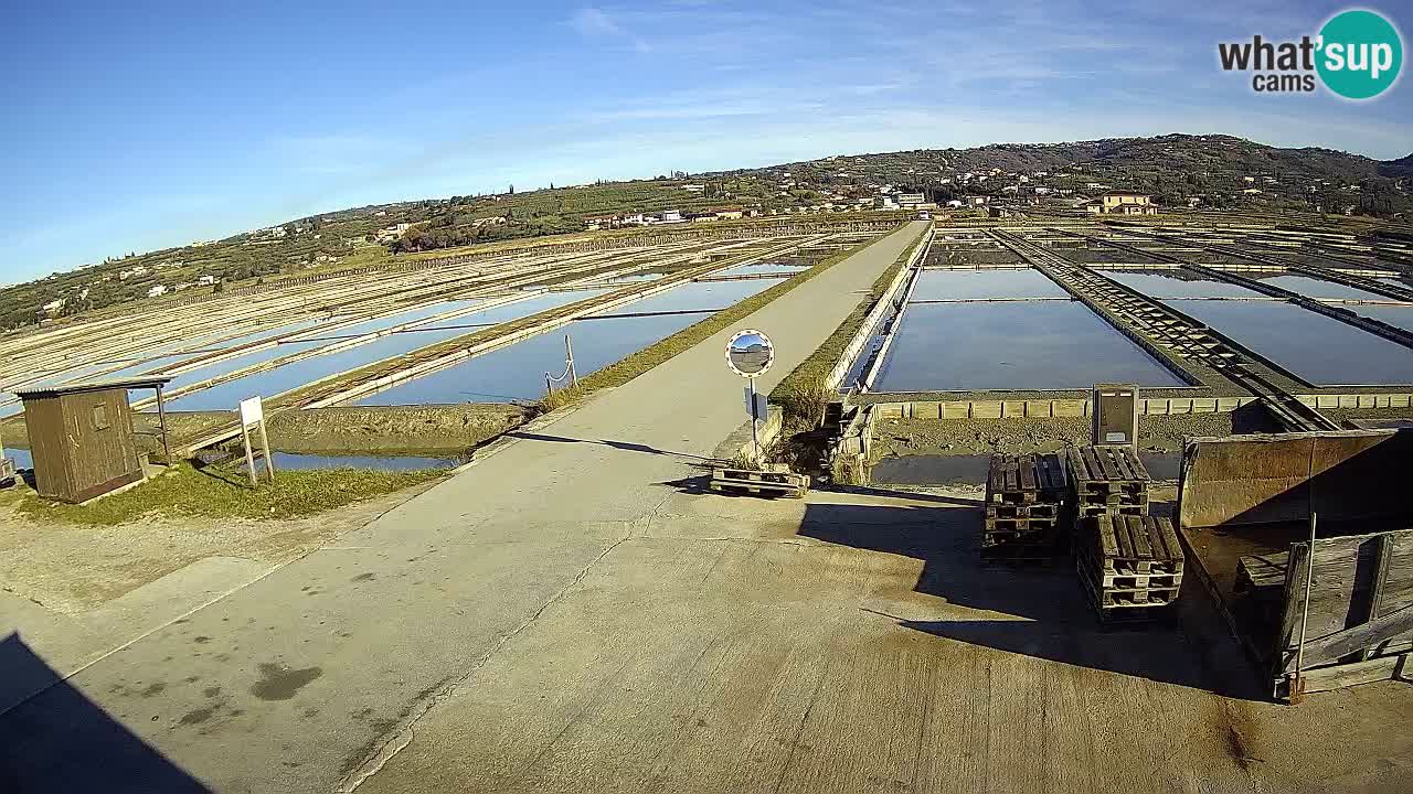 Seča – Panorama and Salina