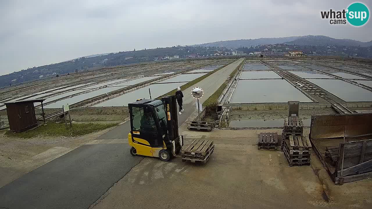 Seča – Panorama and Salina