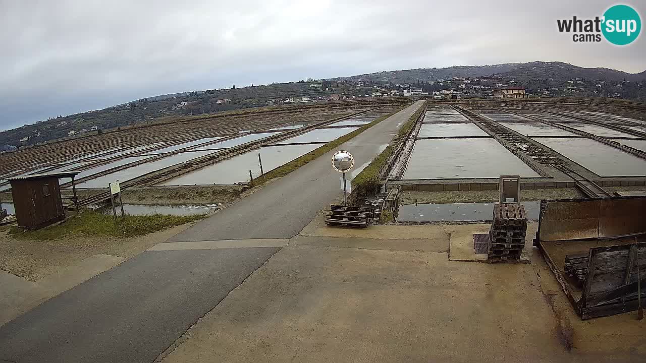 Krajinski Park Sečoveljske Soline