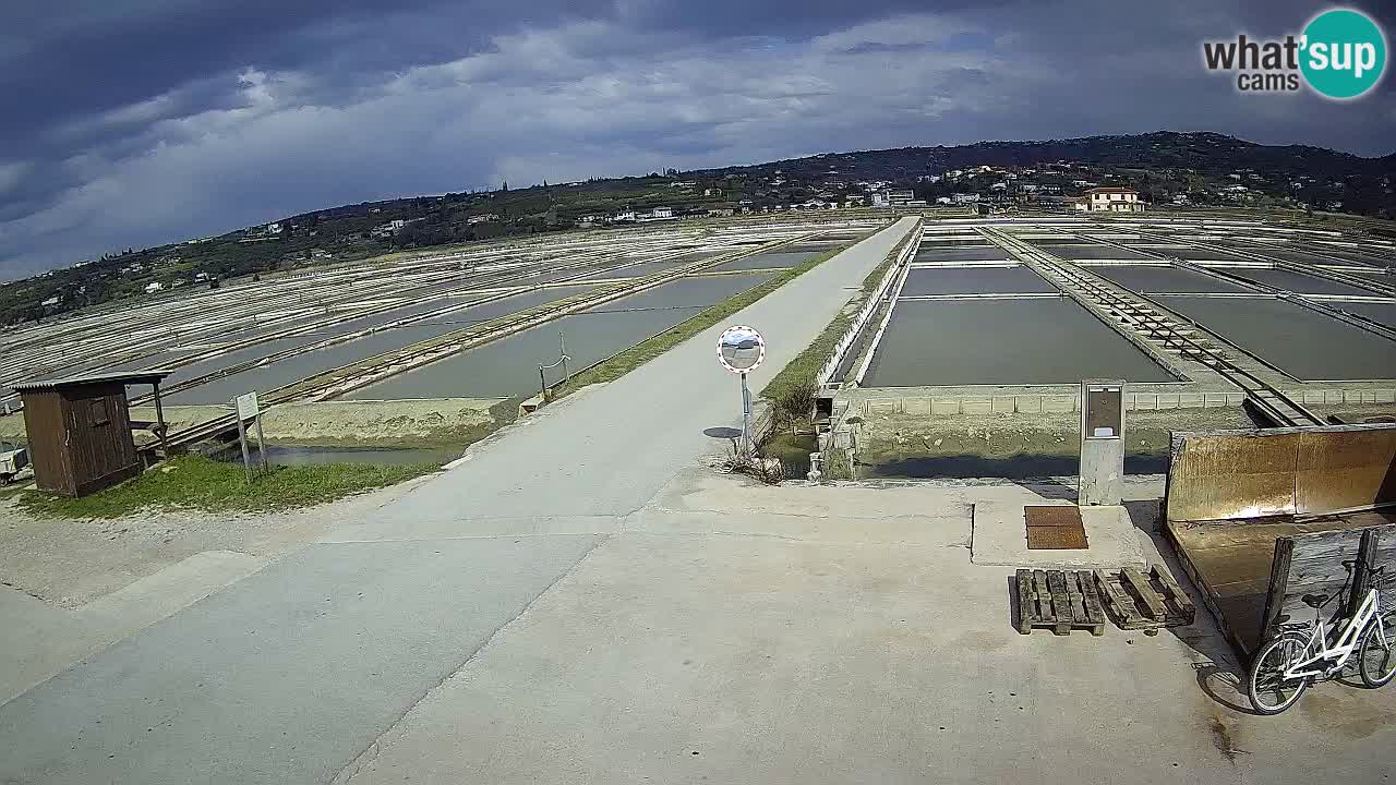 Seča – Panorama and Salina
