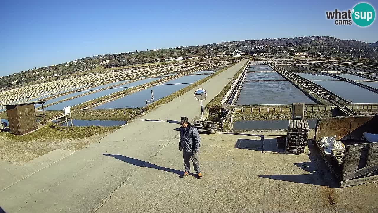 Seča – Panorama in soline