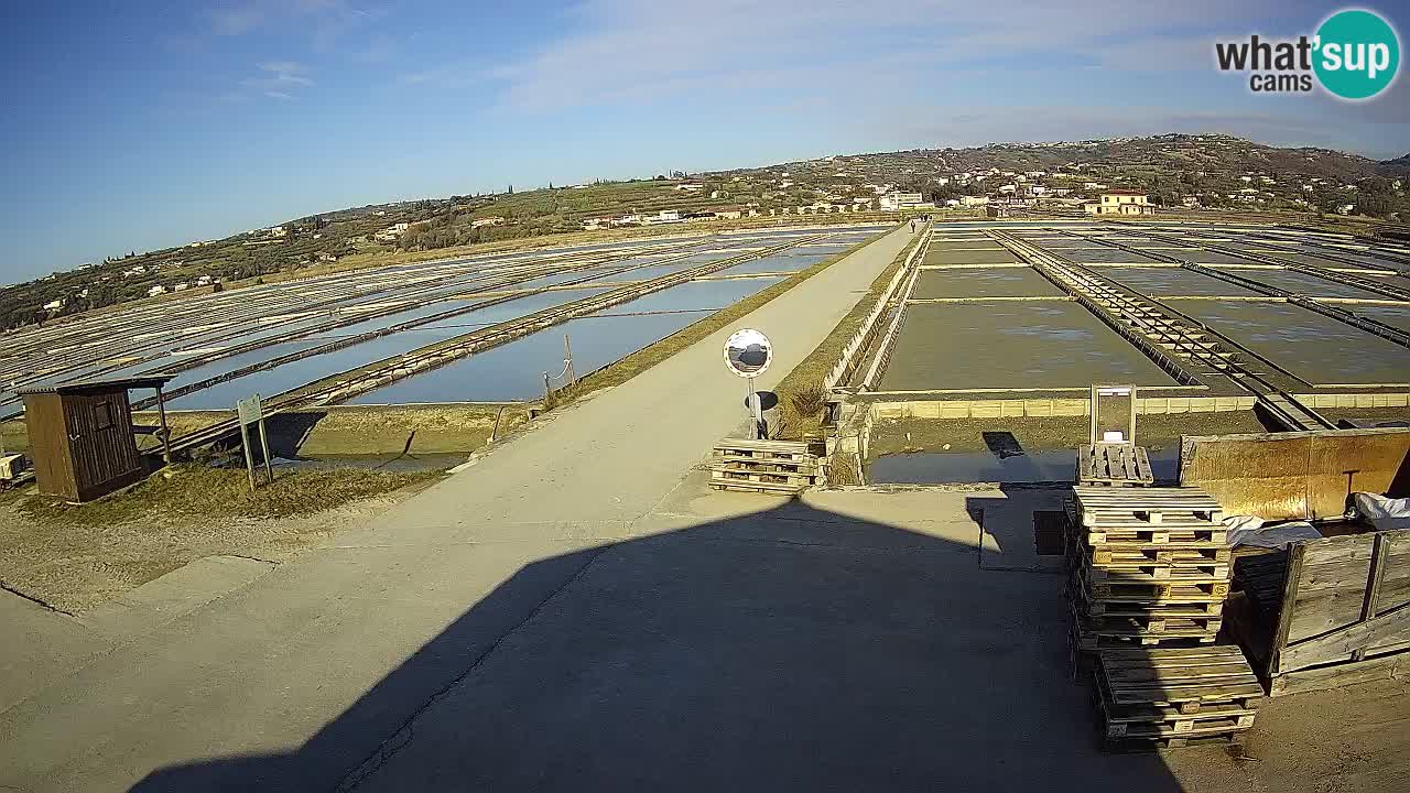 Seča – Panorama and Salina