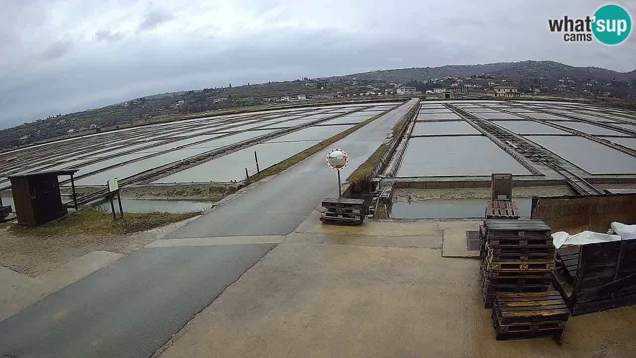 Seča – Panorama and Salina