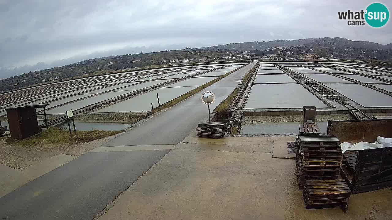 Naturpark der Salinen von Sečovlje