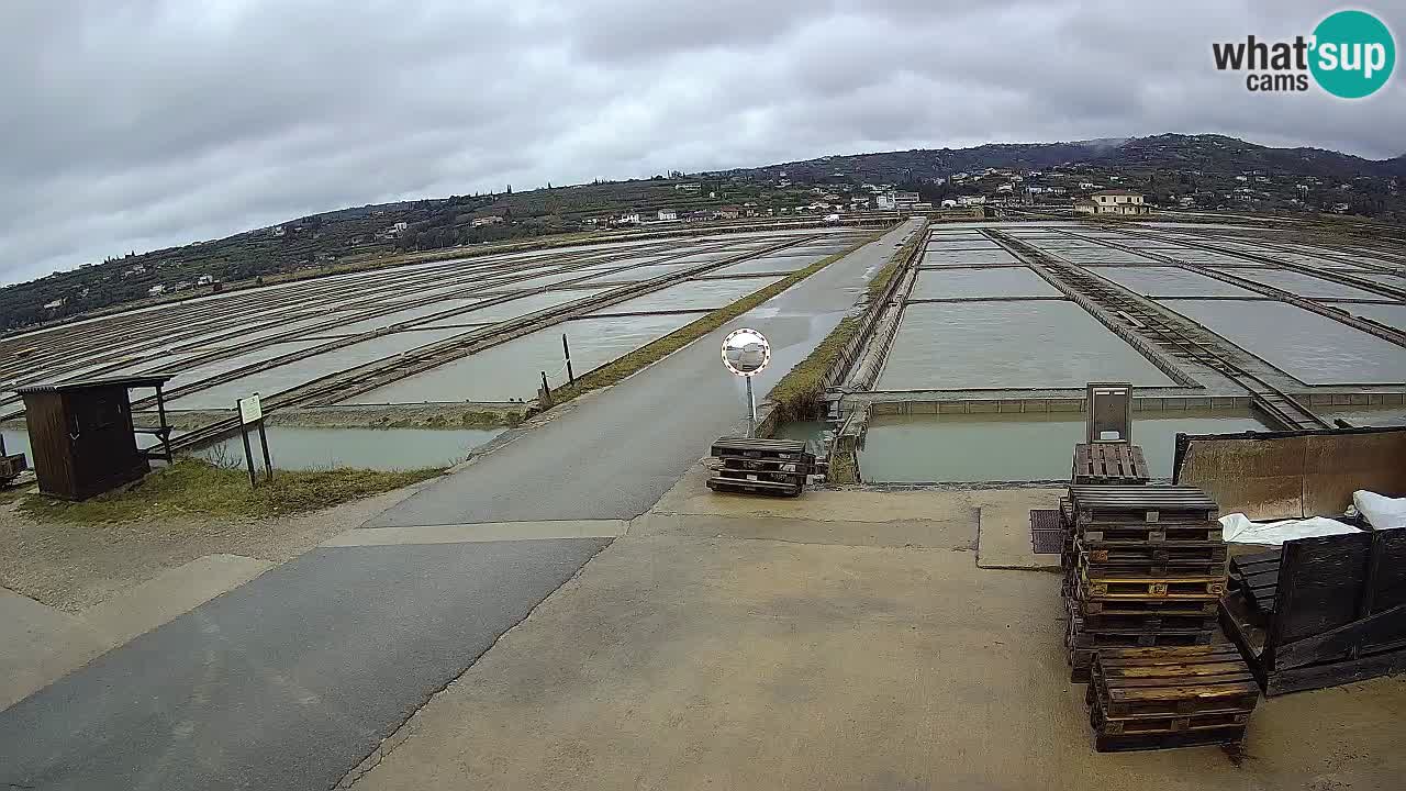 Park prirode Sečovlje Salina