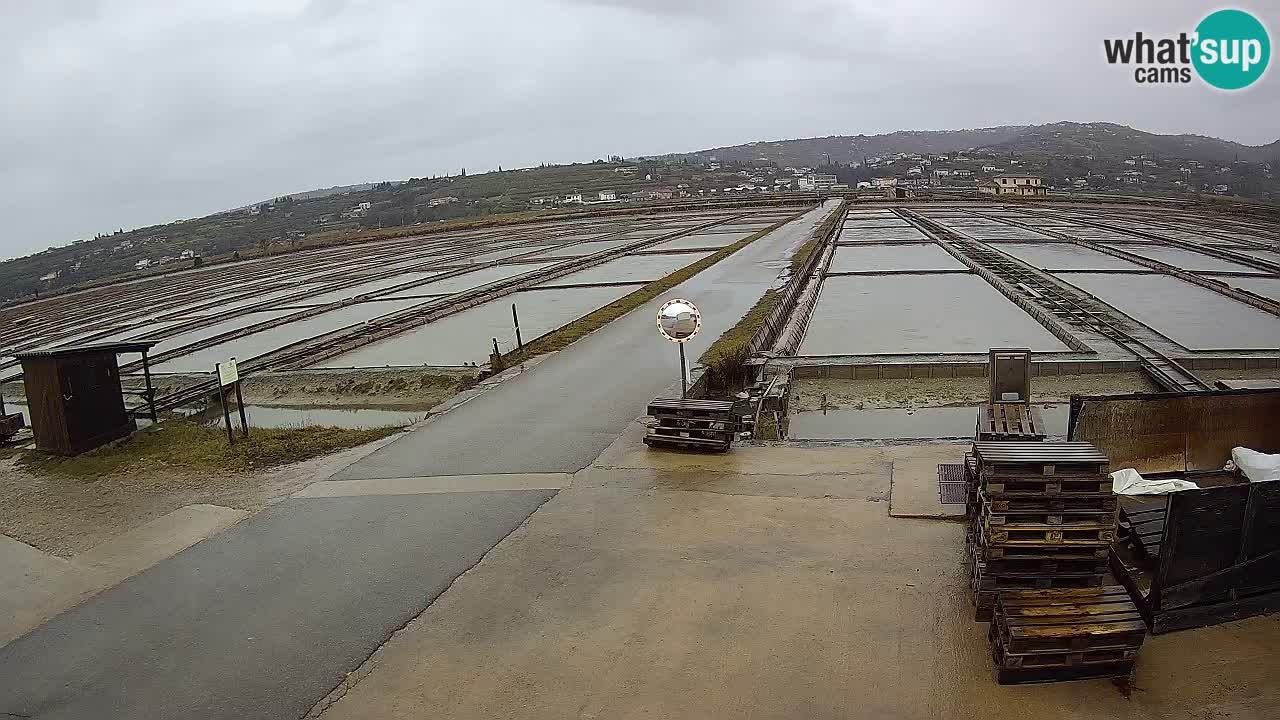 Sečovlje Salina Nature Park