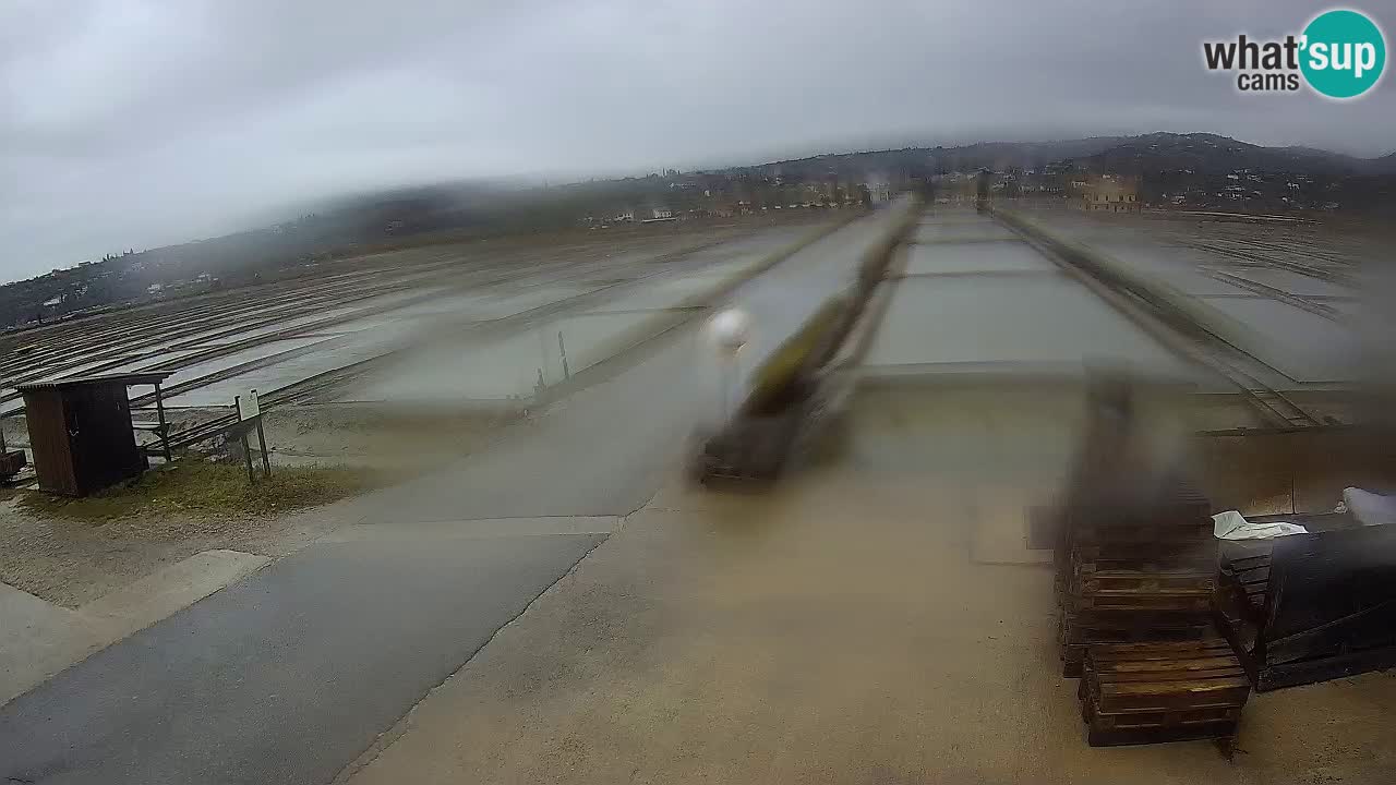 Sečovlje Salina Nature Park