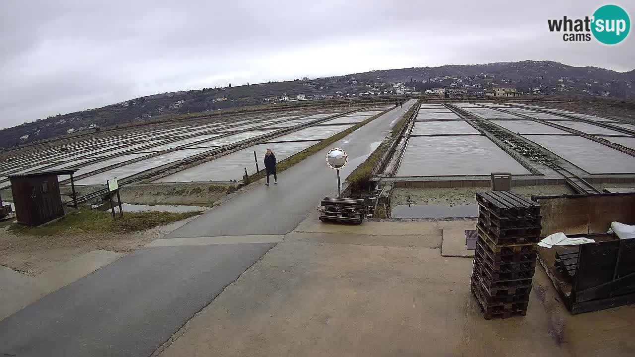 Naturpark der Salinen von Sečovlje
