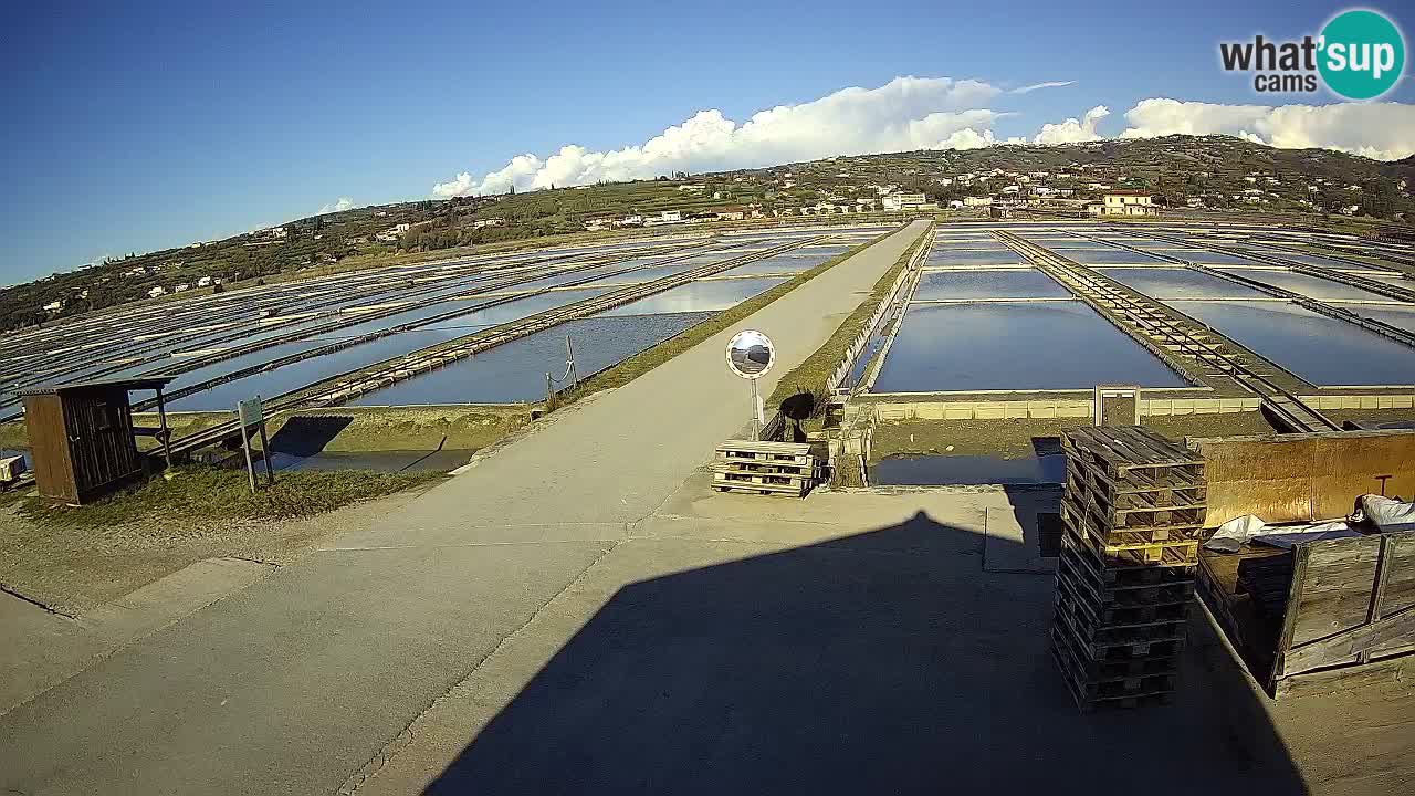 Park prirode Sečovlje Salina