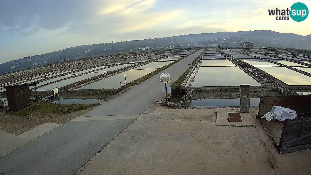 Seča – Panorama and Salina