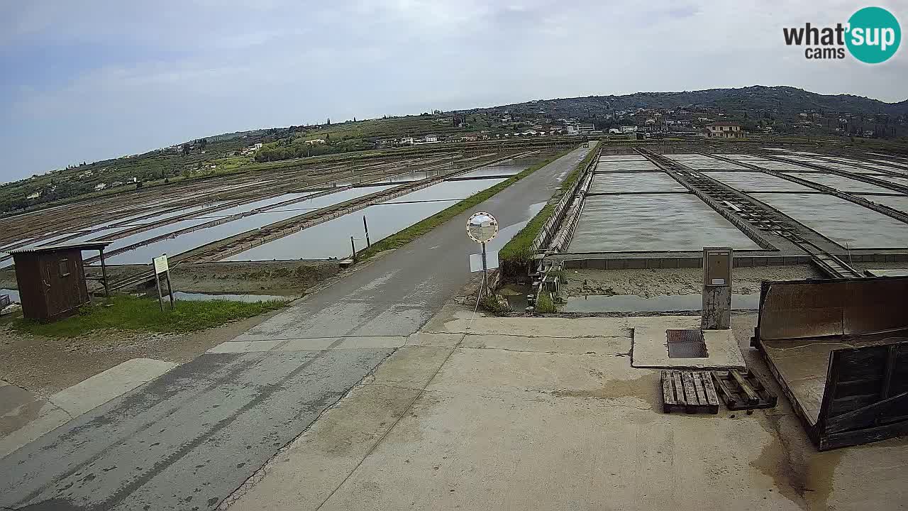 Parco Naturale Saline di Sicciole