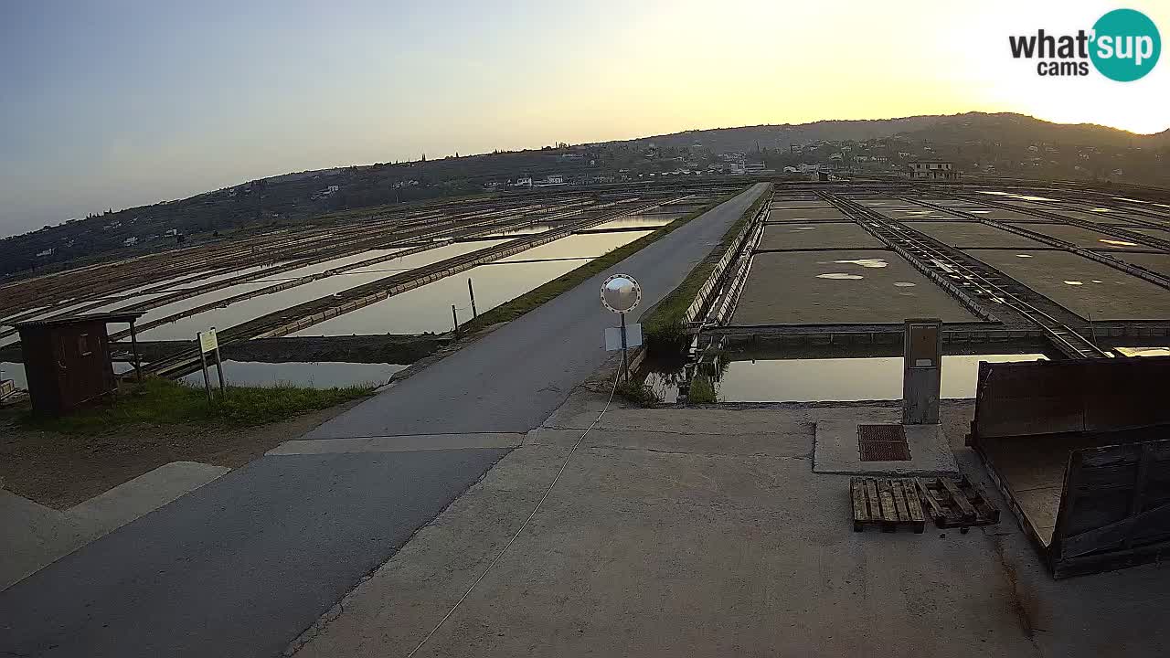 Seča – Panorama and Salina