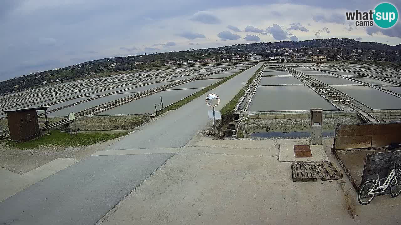 Park prirode Sečovlje Salina