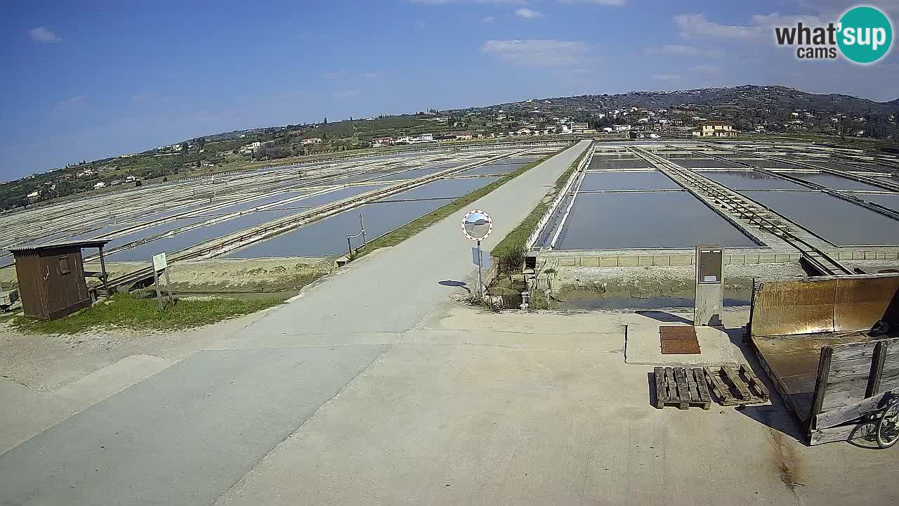 Krajinski Park Sečoveljske Soline