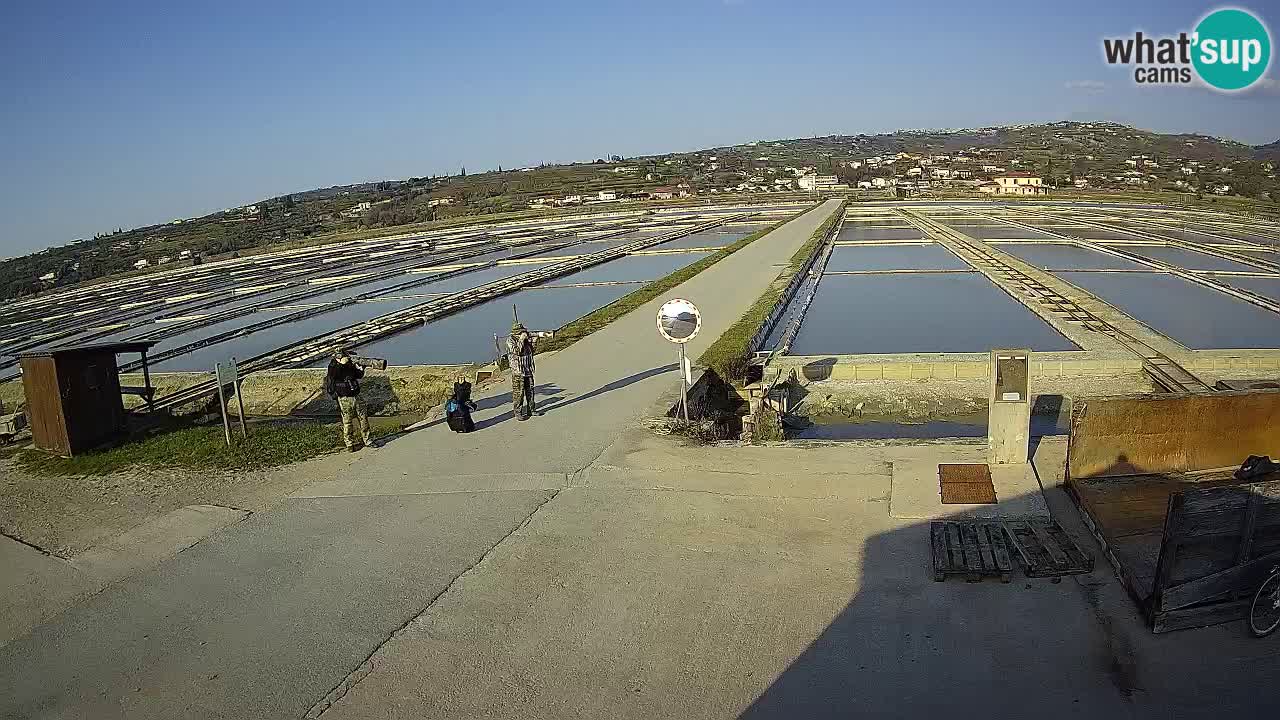 Seča – Panorama and Salina