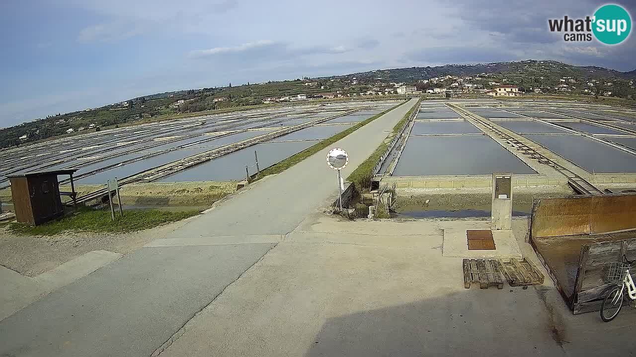 Parco Naturale Saline di Sicciole