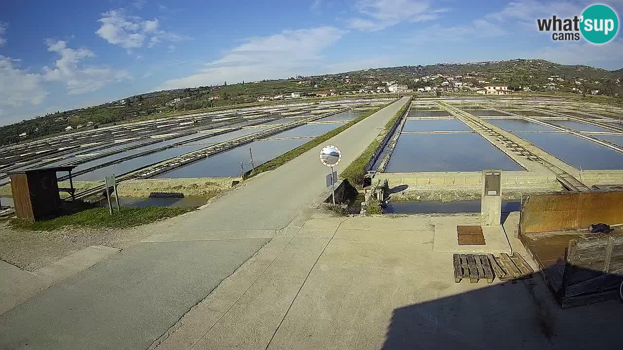 Krajinski Park Sečoveljske Soline