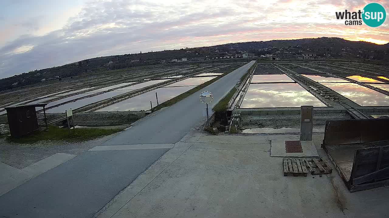 Naturpark der Salinen von Sečovlje