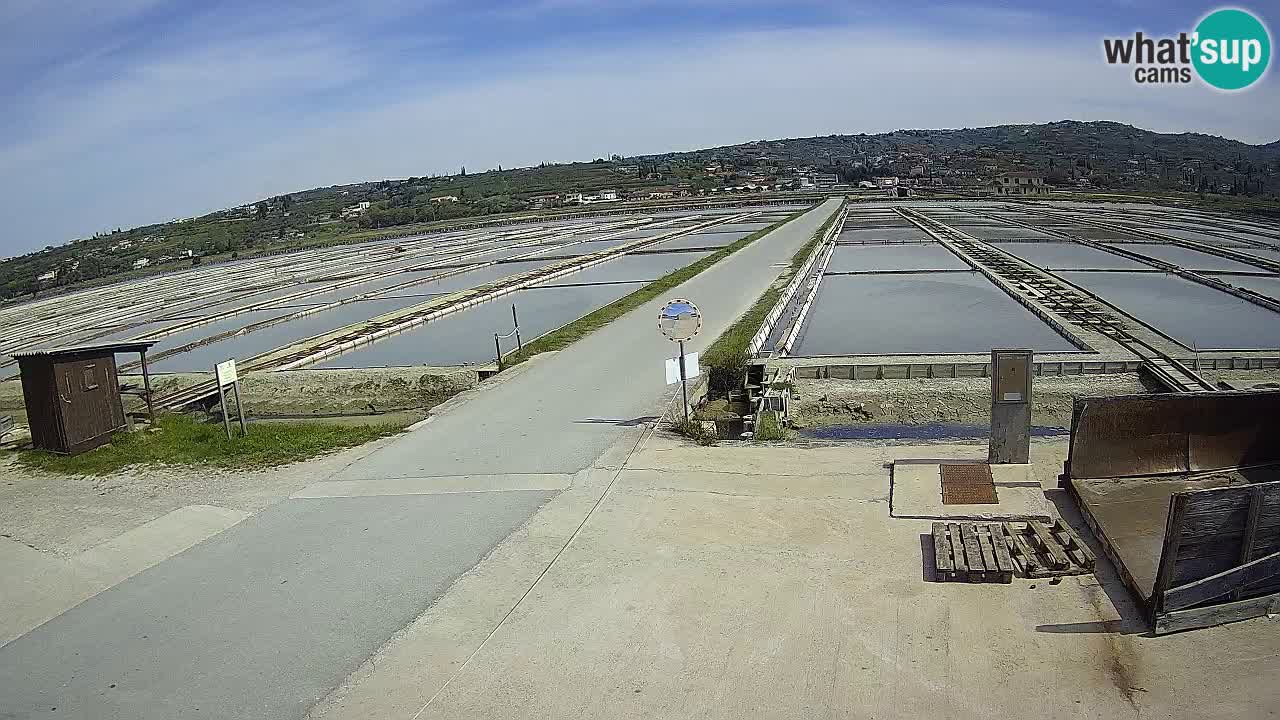 Naturpark der Salinen von Sečovlje