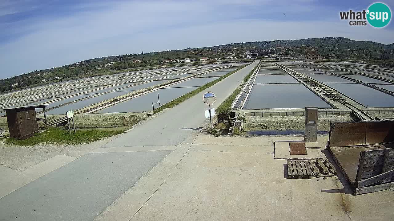 Parco Naturale Saline di Sicciole