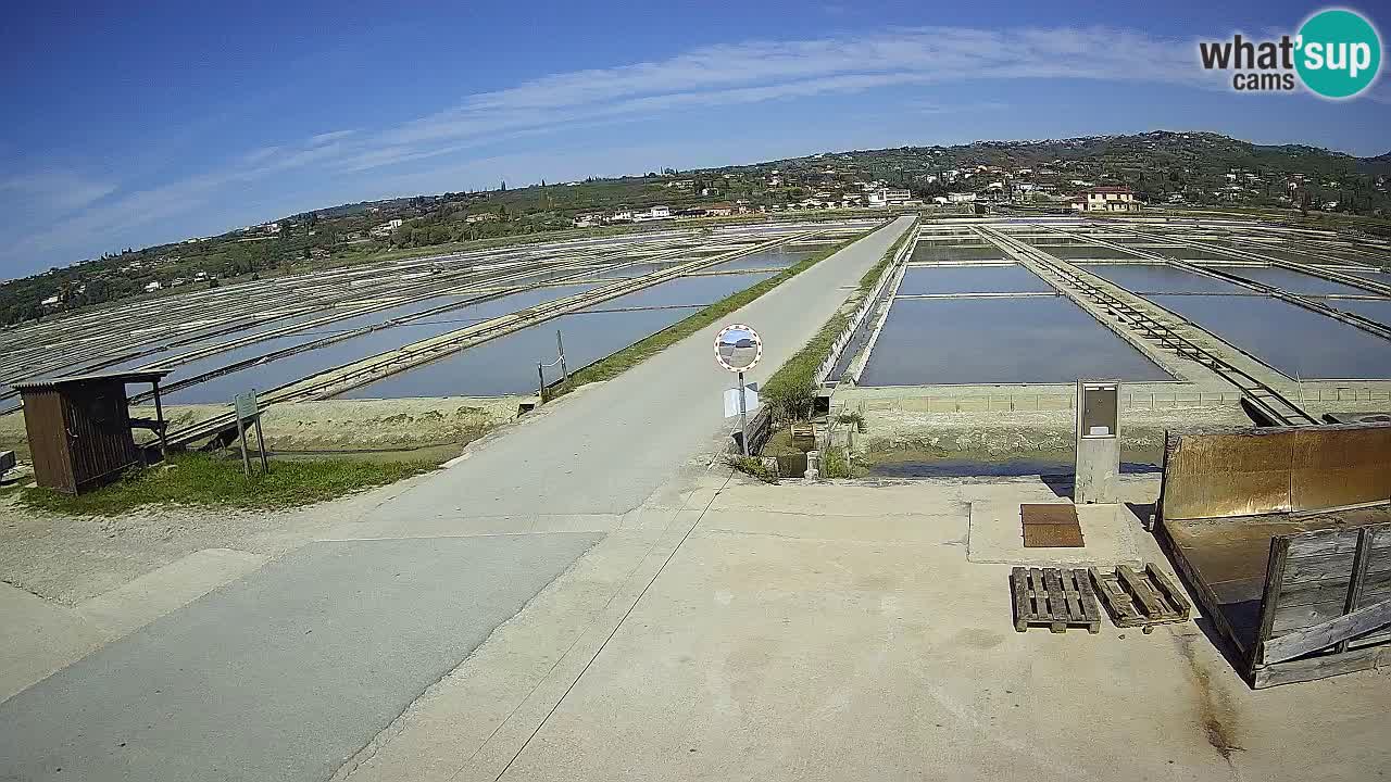 Parco Naturale Saline di Sicciole