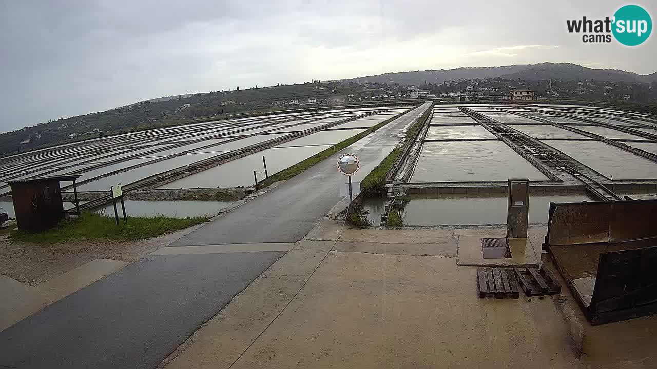 Naturpark der Salinen von Sečovlje