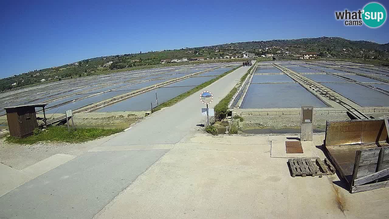 Naturpark der Salinen von Sečovlje