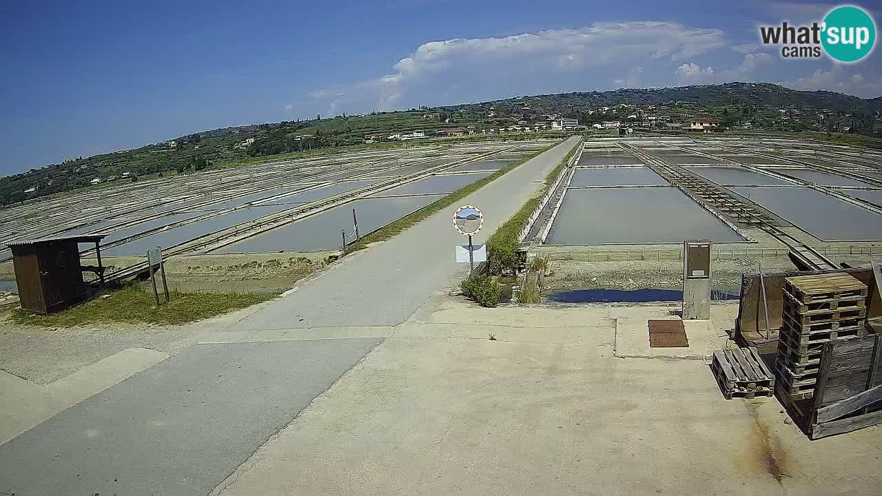 Seča – Panorama in soline
