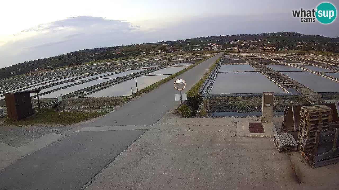 Seča – Panorama
