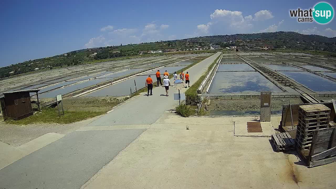 Seča – Panorama and Salina