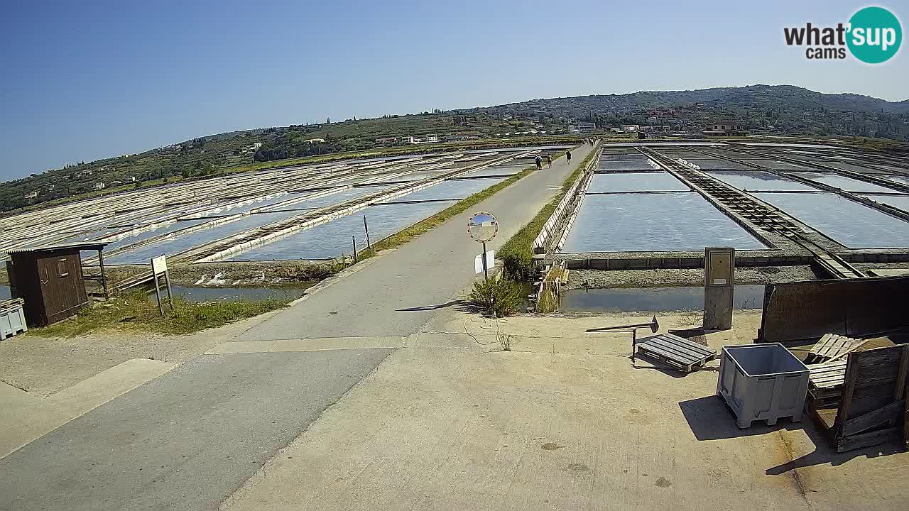 Naturpark der Salinen von Sečovlje