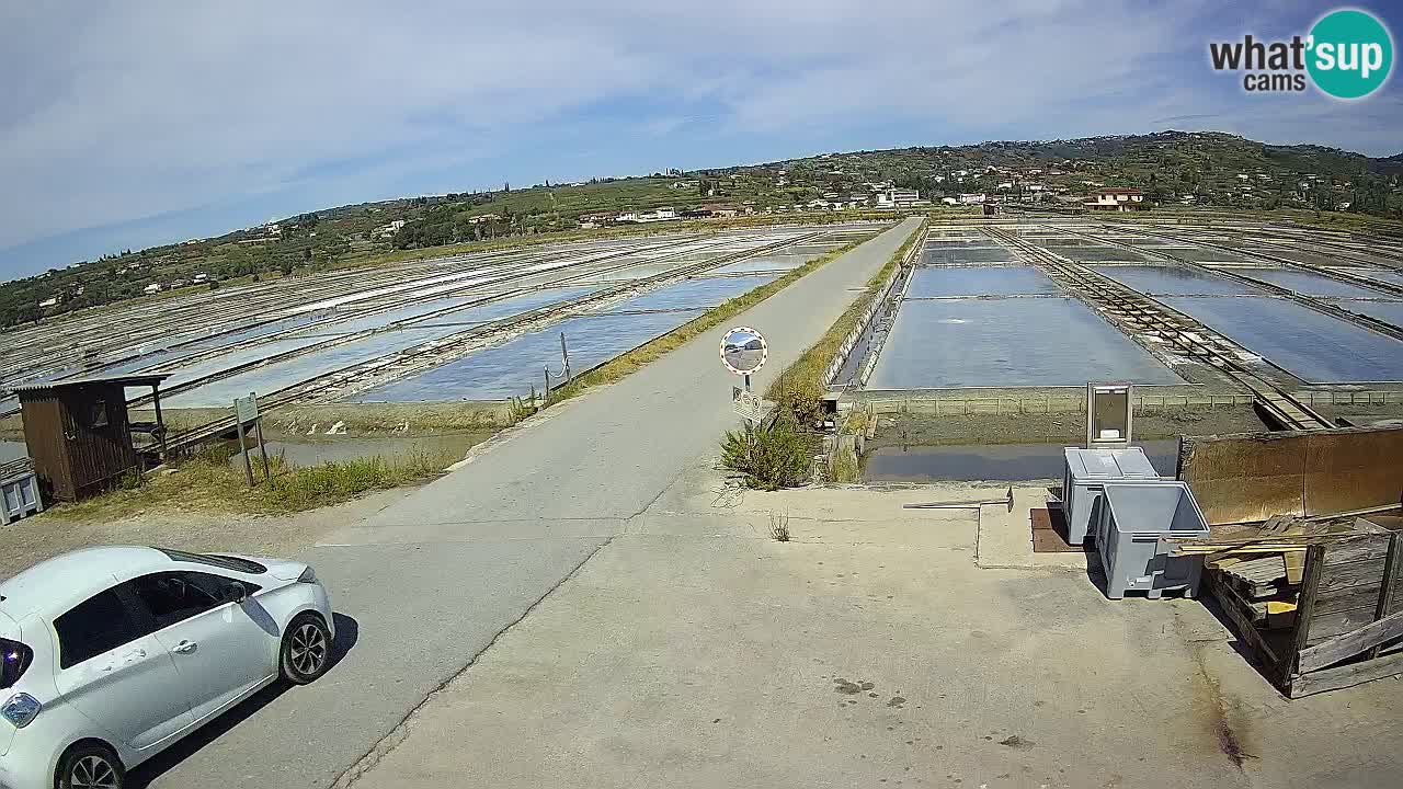 Seča – Panorama and Salina