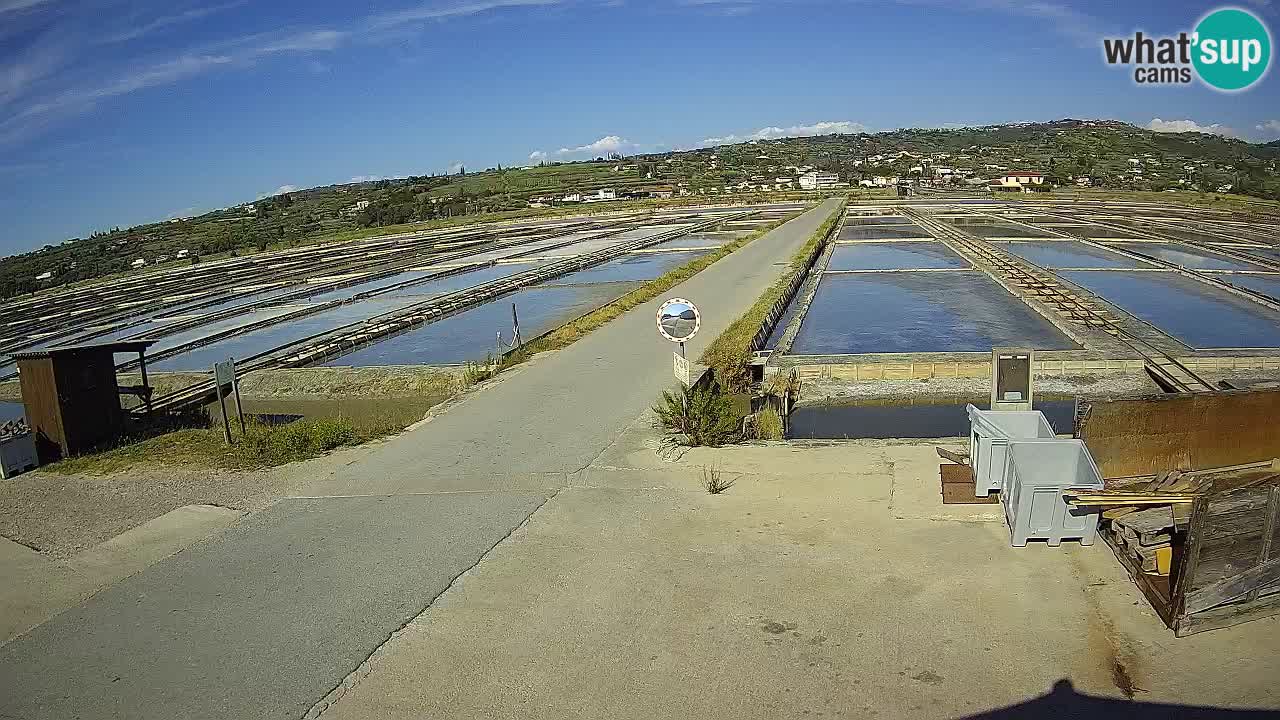 Seča – Panorama in soline
