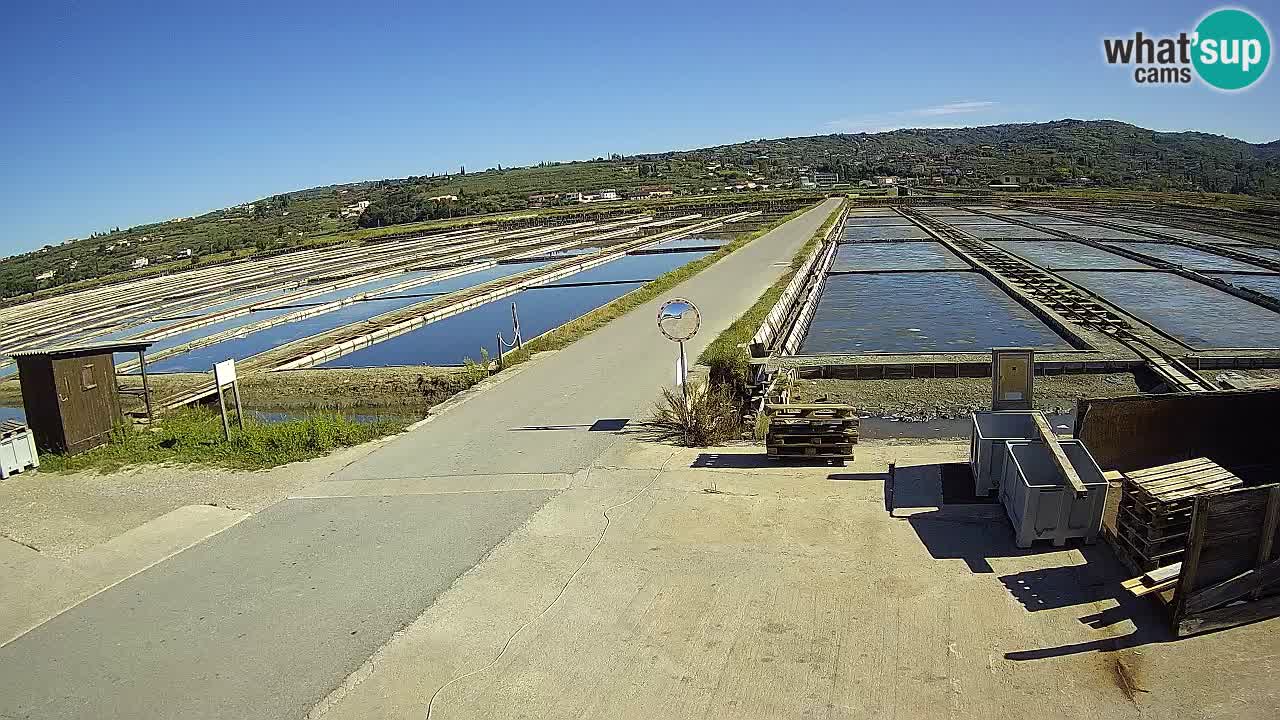 Seča – Panorama