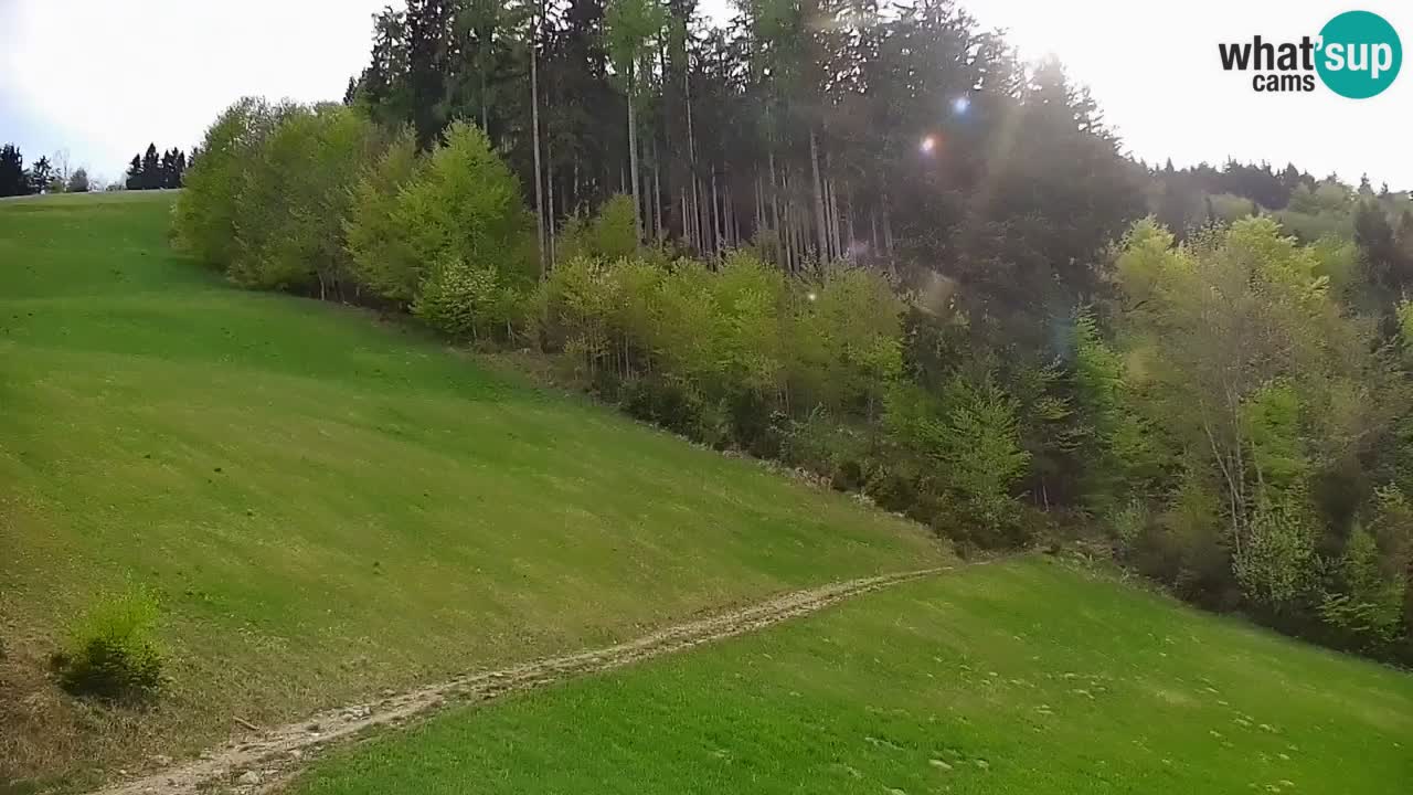 Stazione sciistica di Stari Vrh Webcam in diretta – Slovenia