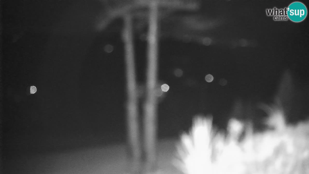 Stazione sciistica di Stari Vrh Webcam in diretta – Slovenia