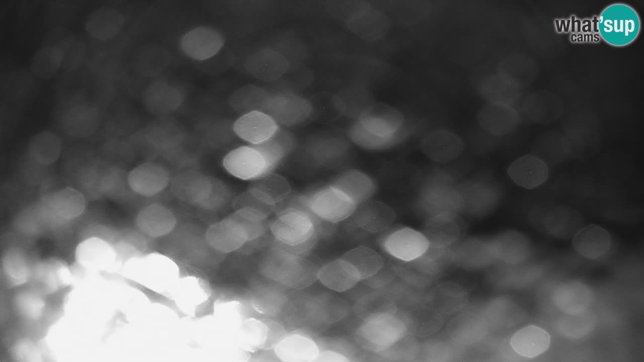 Stazione sciistica di Stari Vrh Webcam in diretta – Slovenia