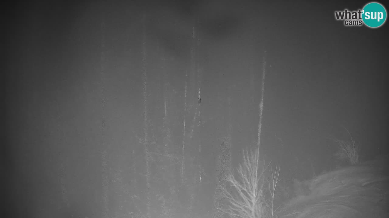 Stazione sciistica di Stari Vrh Webcam in diretta – Slovenia