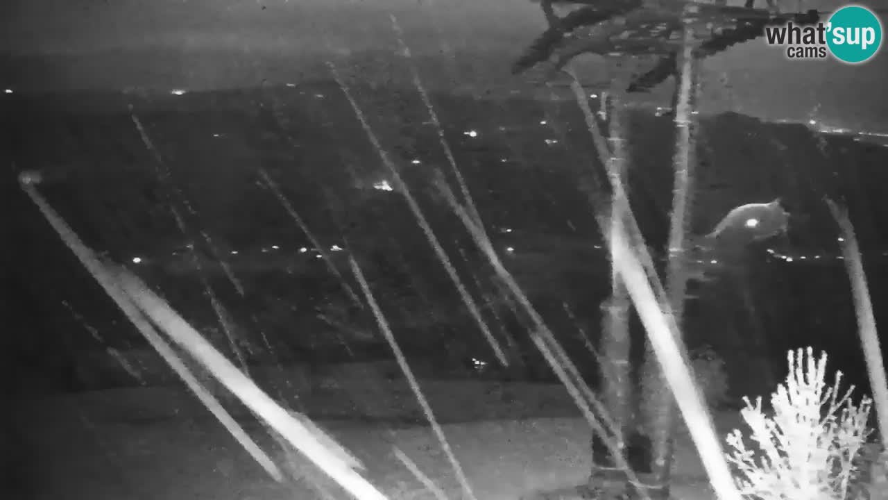 Webcam en direct de la station de ski de Stari Vrh – Slovénie