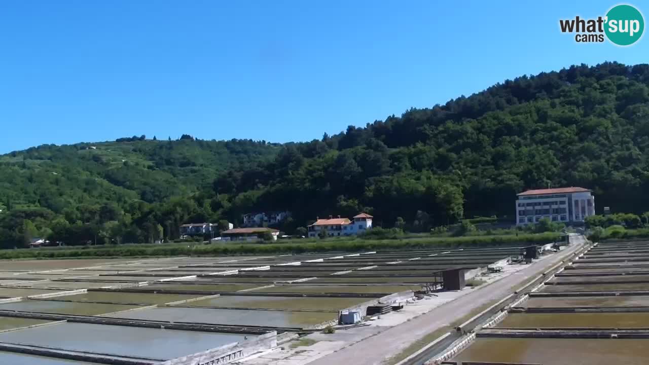 Krajinski park Strunjan v živo