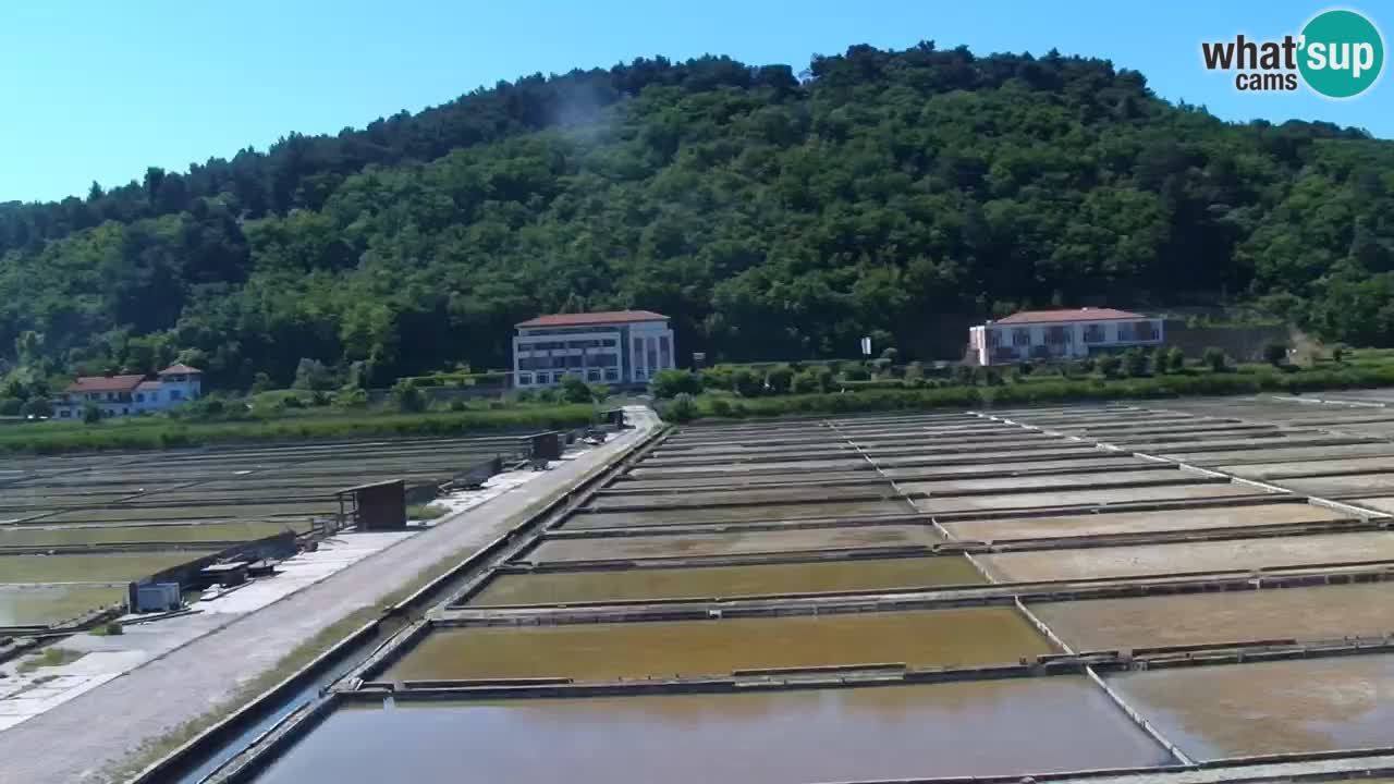 Krajinski park Strunjan v živo