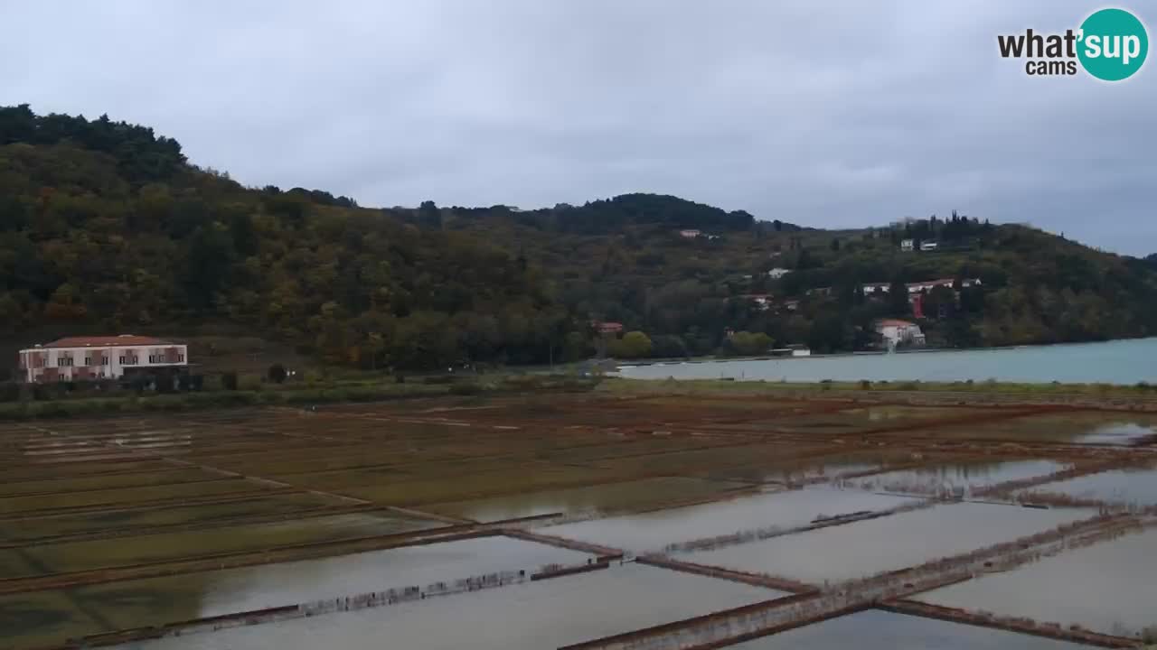 Krajinski park Strunjan v živo