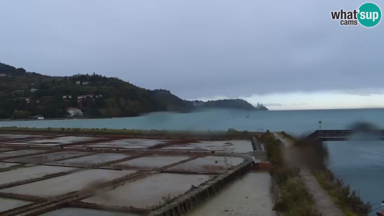 Krajinski park Strunjan u živo